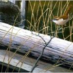 Carolina Wren 18x24