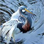 Tri Colored Heron 30x40