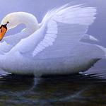 Mute Swan 24x30