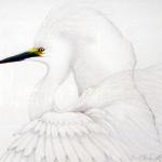 Snowy Egret 10x12
Pencil