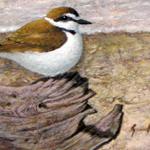 Snowy Plover 4.5x6.5