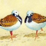 Two Ruddy Turnstones 12.5x10.5