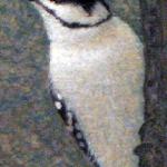 Downy Woodpecker 6x8