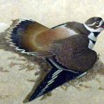 killdeer 11x13