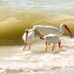 "Elegant Ibis" 26x40
Original Oil  