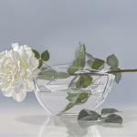 White Rose 20x32