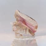 Conch Shell