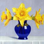 Daffodils in Cobalt 14x11